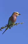 Lilac-breasted roller