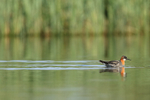 Red-necked Phalarope (female) swimming, Iceland