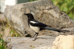 Black-rumped Magpie portfolio
