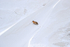 Red Fox traverses steep slope, Hayden Valley, Yellowstone