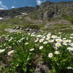 Common daisy, (Bellis perennis)