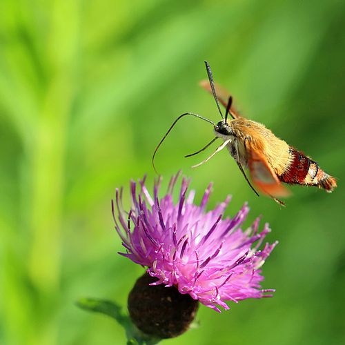 Hemaris thysbe hummingbird clearwing moth