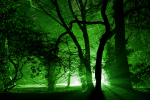 Westonbirt _WB031