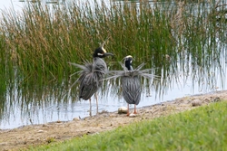 Yellow Crowned Night Heron _0010