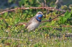 Red-spotted Bluethroat