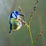 Blue Tit feeding at Otmoor