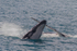 HB Calf Breach 7. 0A3A7858