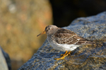 Purple Sandpiper