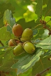 Acorns