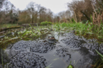 Common frog resting a large amount of spawn in a bristol pond.