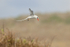 Red-billed Tropicbird hovering, Espanola, Galapagos
