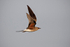 Collared Pratincole