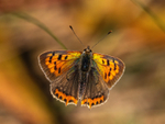 August 2023 - Small Copper