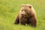Female Brown Bear in meadow, Silver Salmon Creek, Alaska