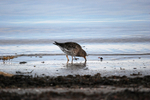 Purple Sandpiper