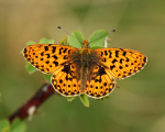 Pearl-Bordered Fritillary
