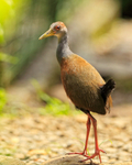 Grey-necked Wood-Rail portfolio