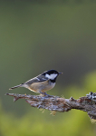 Coal Tit