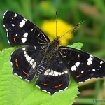 Map Butterfly (Araschnia levana) 2nd brood