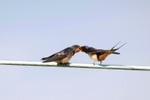 Swallow feeding chick