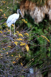 Wood Stork perched on bush, Wakodahatchee Wetlands, Florida
