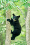 Black Bear cub climbing tree, Minnesota, USA