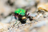 Tiger Beetle