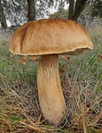 Summer Bolete
