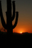 Saguaro Sunset II