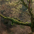 Black Spout Woodland
