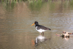 Oyster Catcher