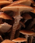 Honey Fungus (01)