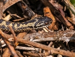 Adder