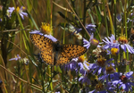 Variegated Fritillary