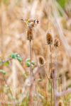 goldfinch Carduelis carduelis-5670