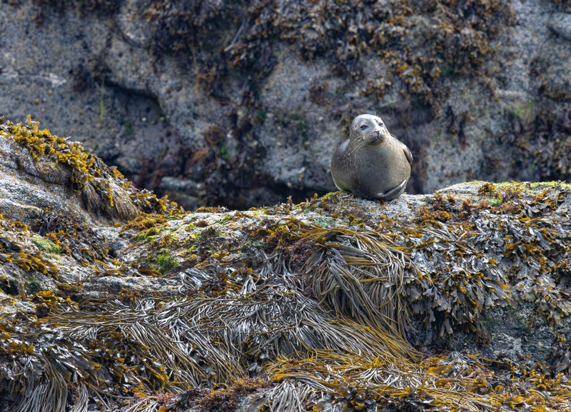 Common Seal - Isle of Skye - Scotland
