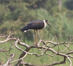 Woolly Necked Stork