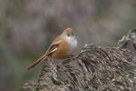 Bearded Tit, Female