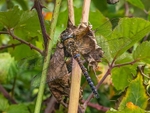 Migrant Hawker