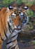 Royal bengal tiger - 3