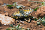 Knapweed Fritillary