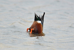 Shoveler