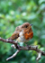 Robin-juvenile