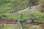 Stybarrow Dodd-101