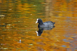 Coot