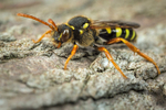 Nomada goodeniana (f)
