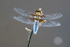 Male Broad-bodied chaser