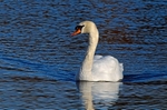 Mute Swan