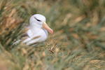 Black-browed Albatross nesting in tussock grass, West Point Island