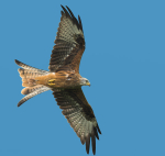 Red Kite